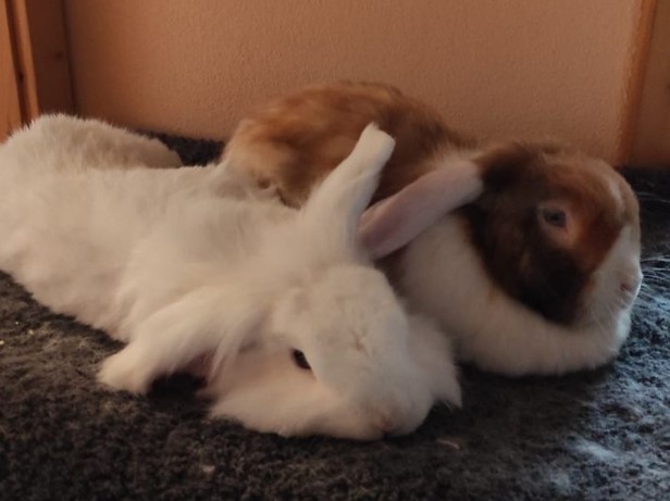 Krissy und Schorschi