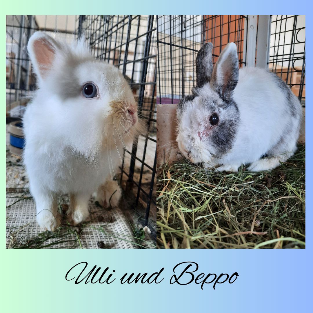 Ulli und Beppo