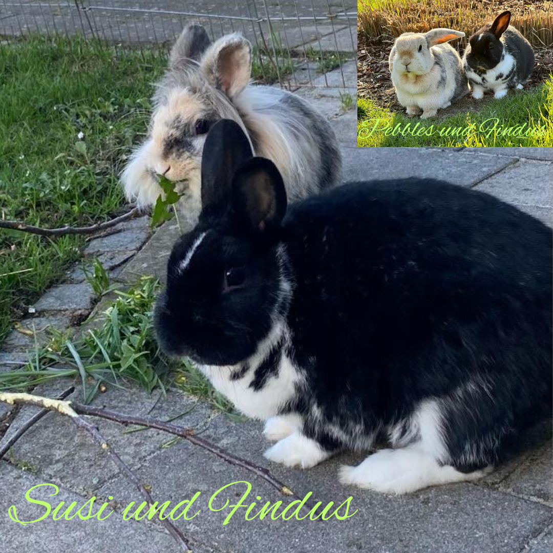 Vermittelt: Findus