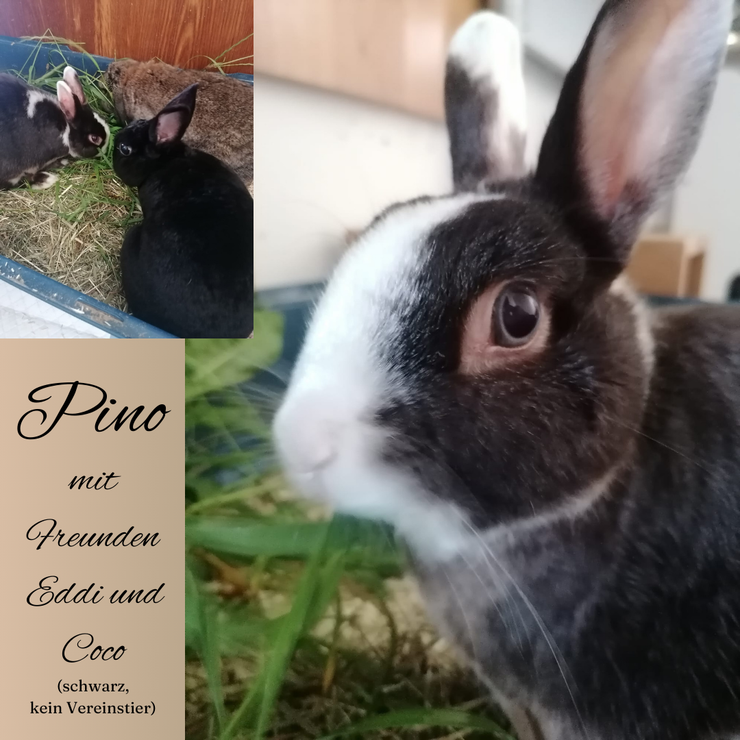 Pino
