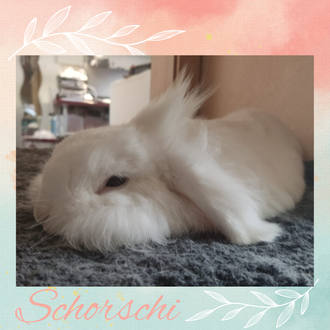 Schorschi