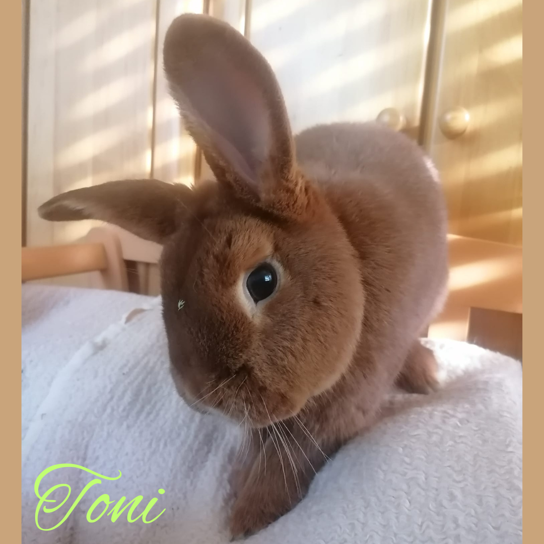 Toni
