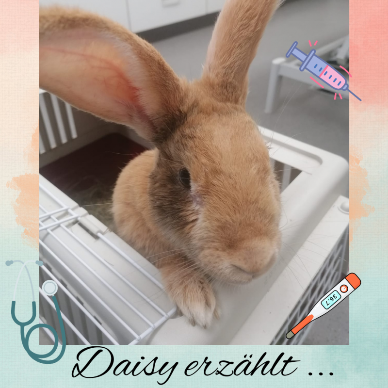 Daisy erzählt