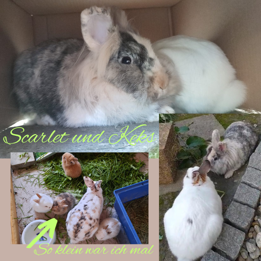 Vermittelt: Scarlet