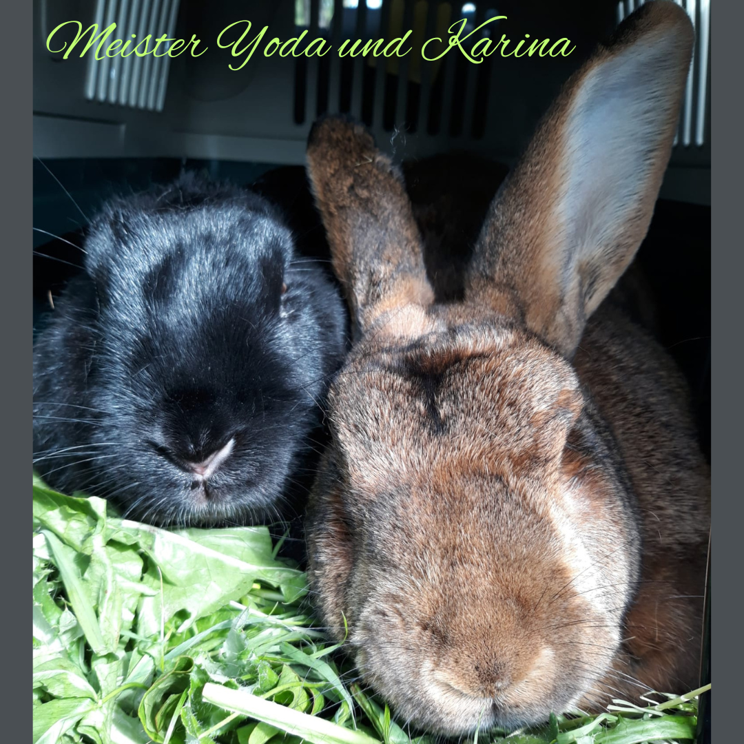 Meister Yoda und Karina