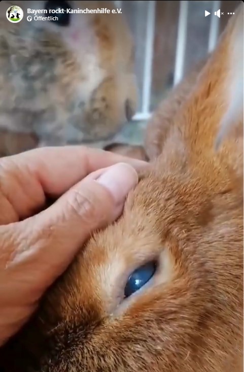 Tonis Augen
