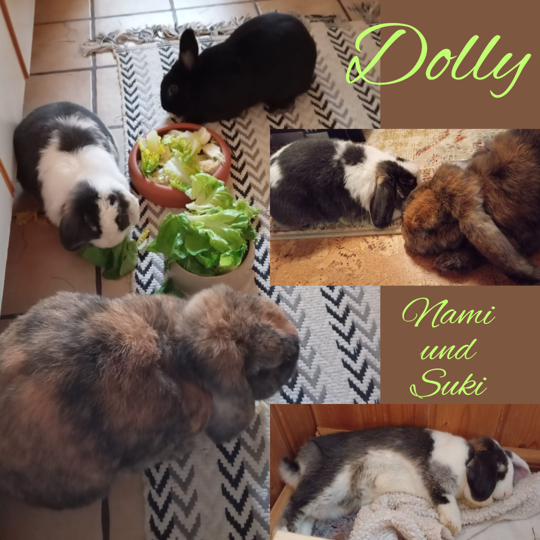 Vermittelt: Dolly