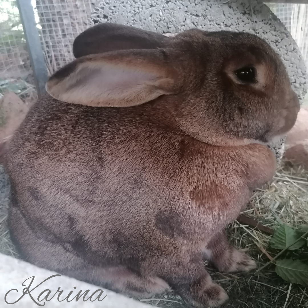 Update Karina