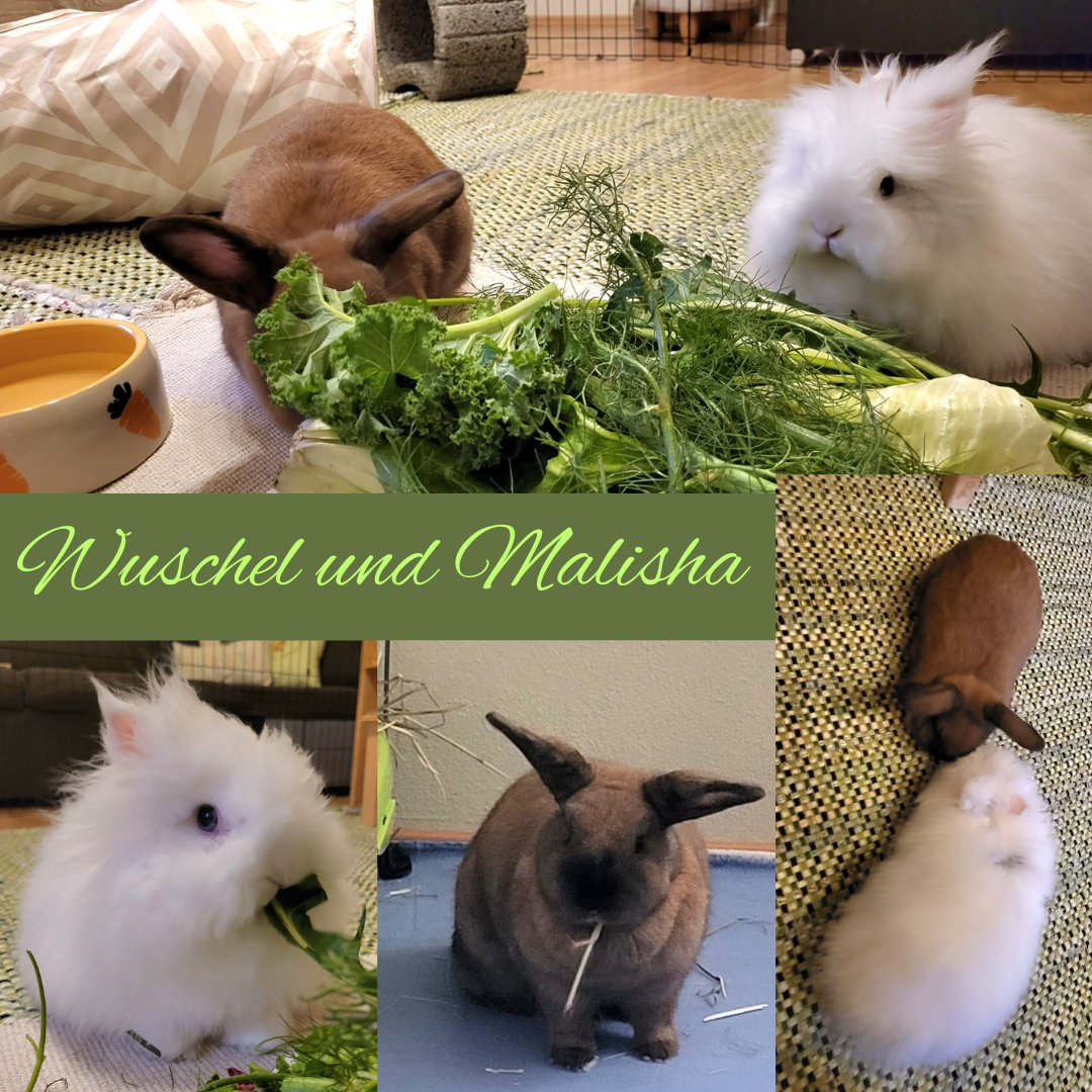 Vermittelt: Malisha