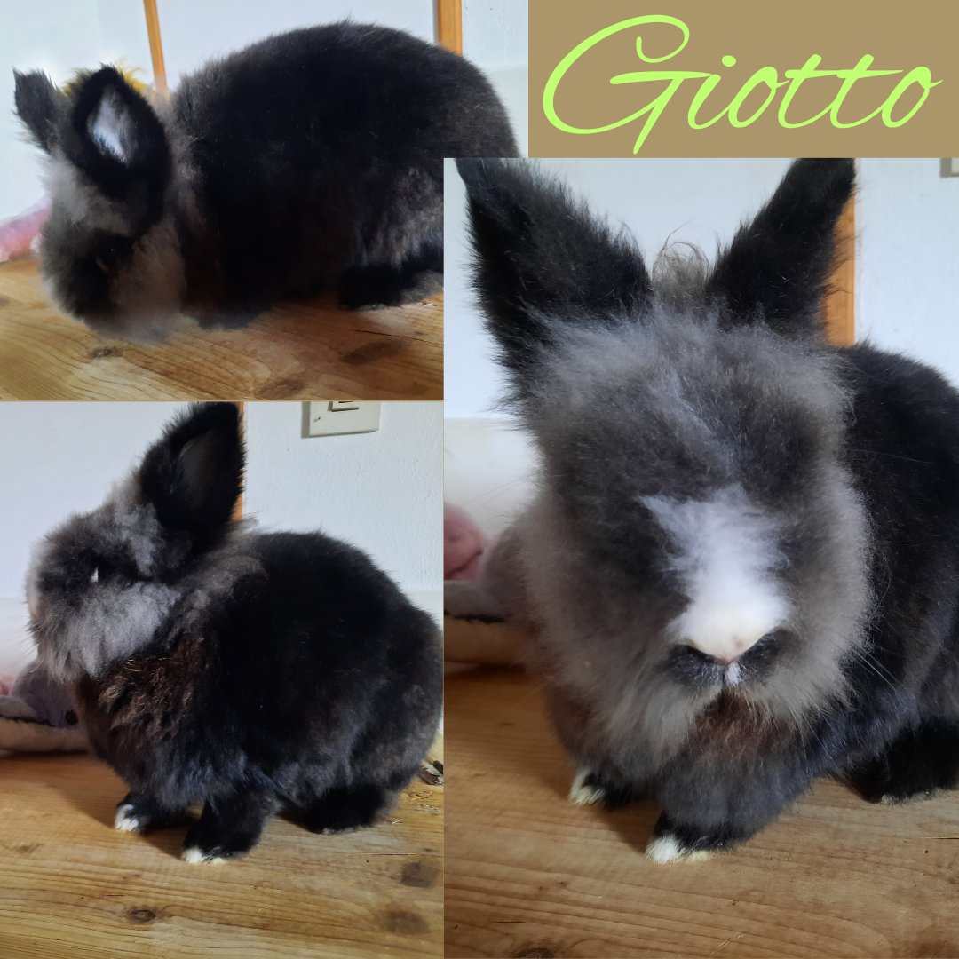 Vorstellung: Giotto