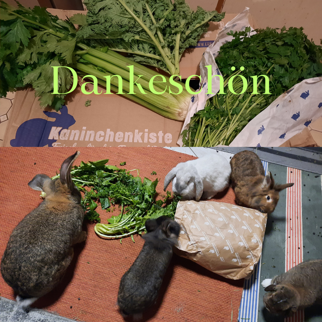 Spende Kaninchenkiste