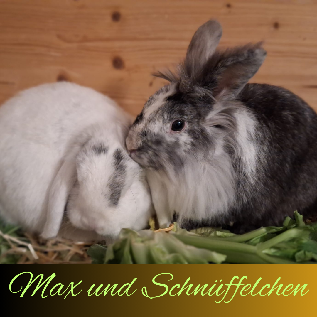Vermittelt: Schnüffelchen