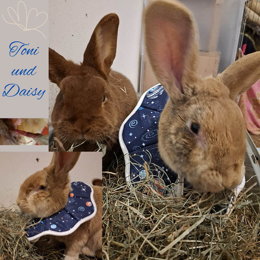 Daisy verliert Blümchen