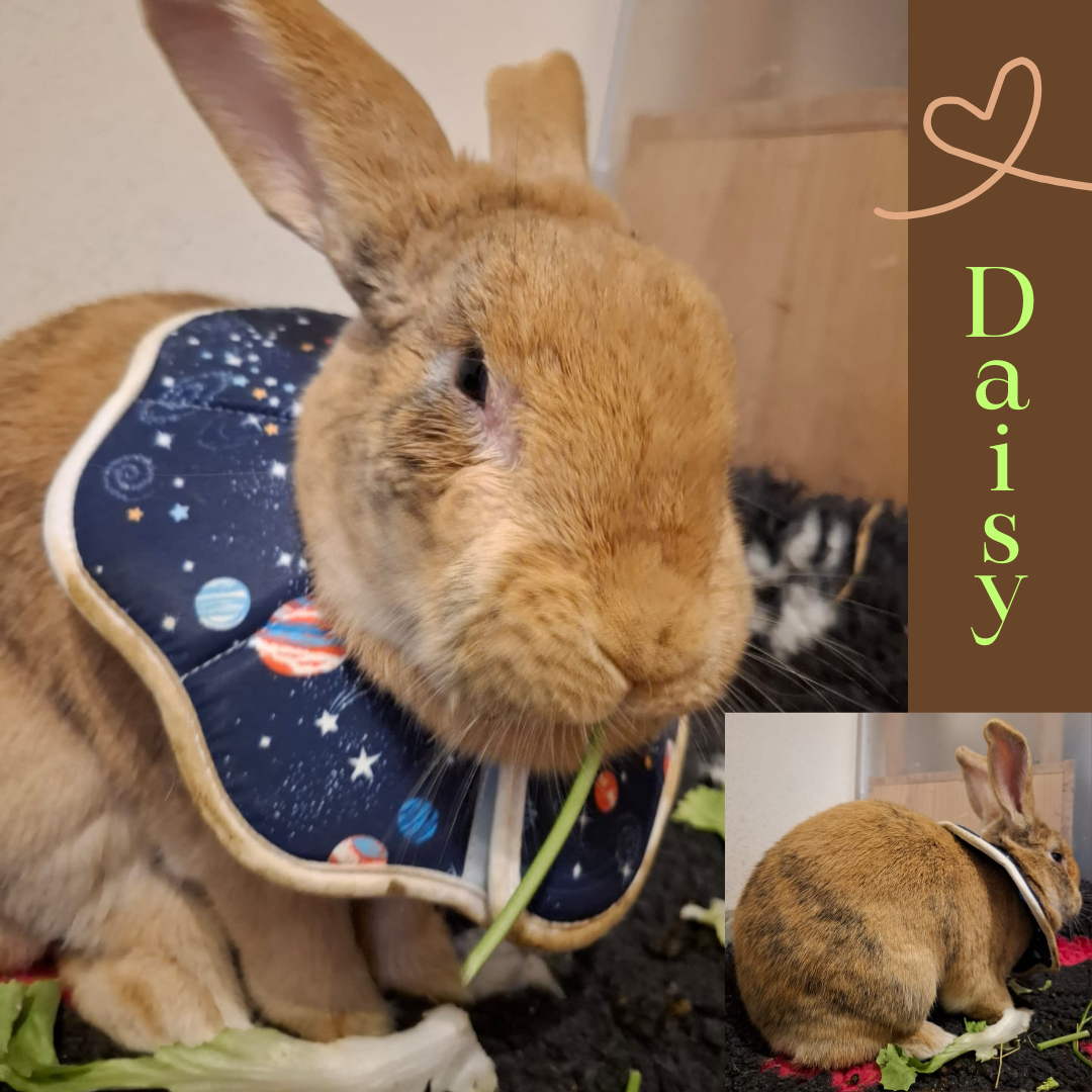 Update Daisy