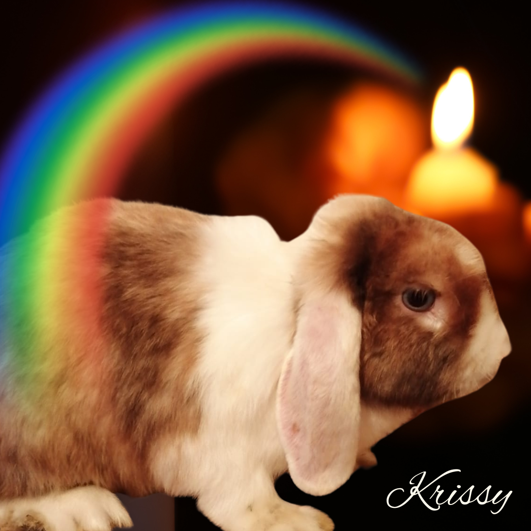 Verstorben: Krissy