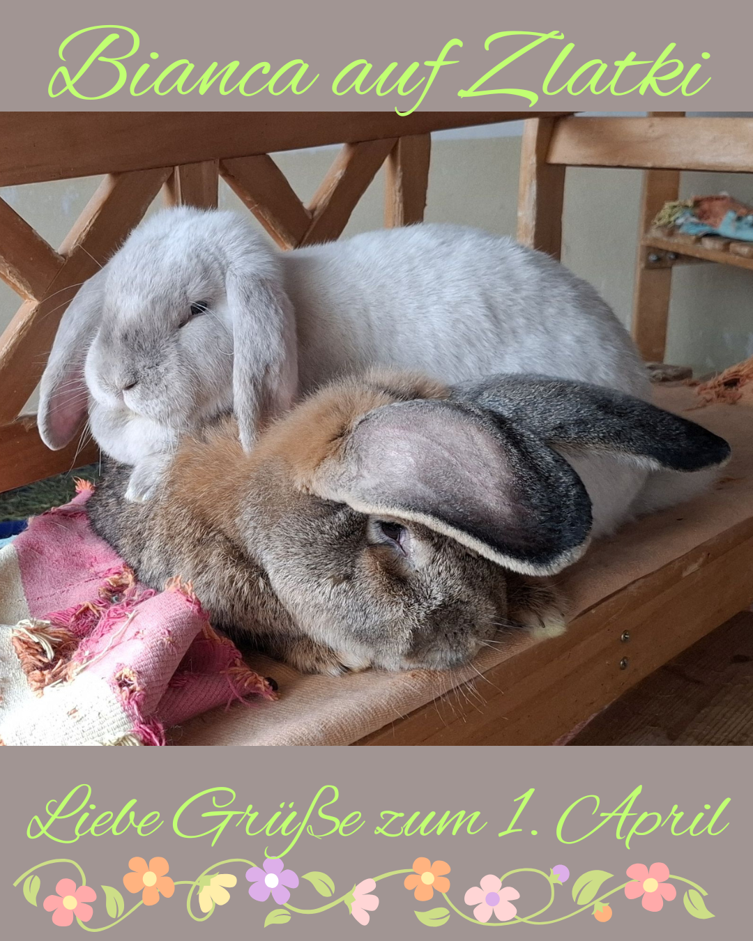 Bianca liegt gerne weich