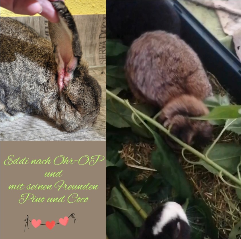 Eddi und seine Ohr-OP