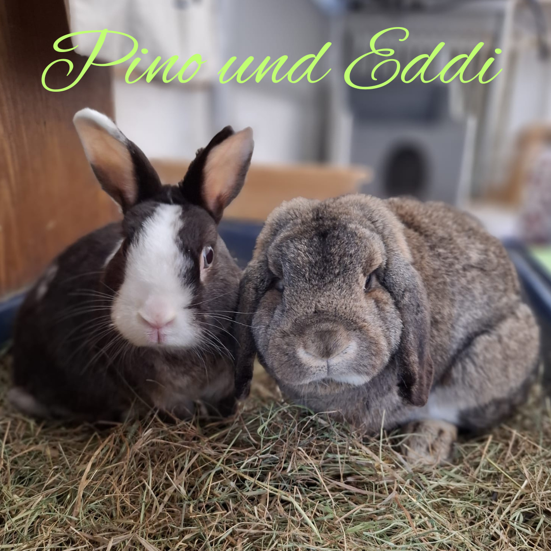 Pino und Eddi fotogen