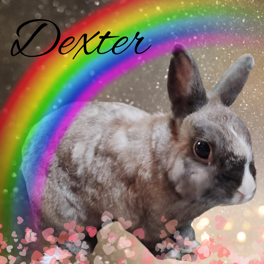 Verstorben: Dexter