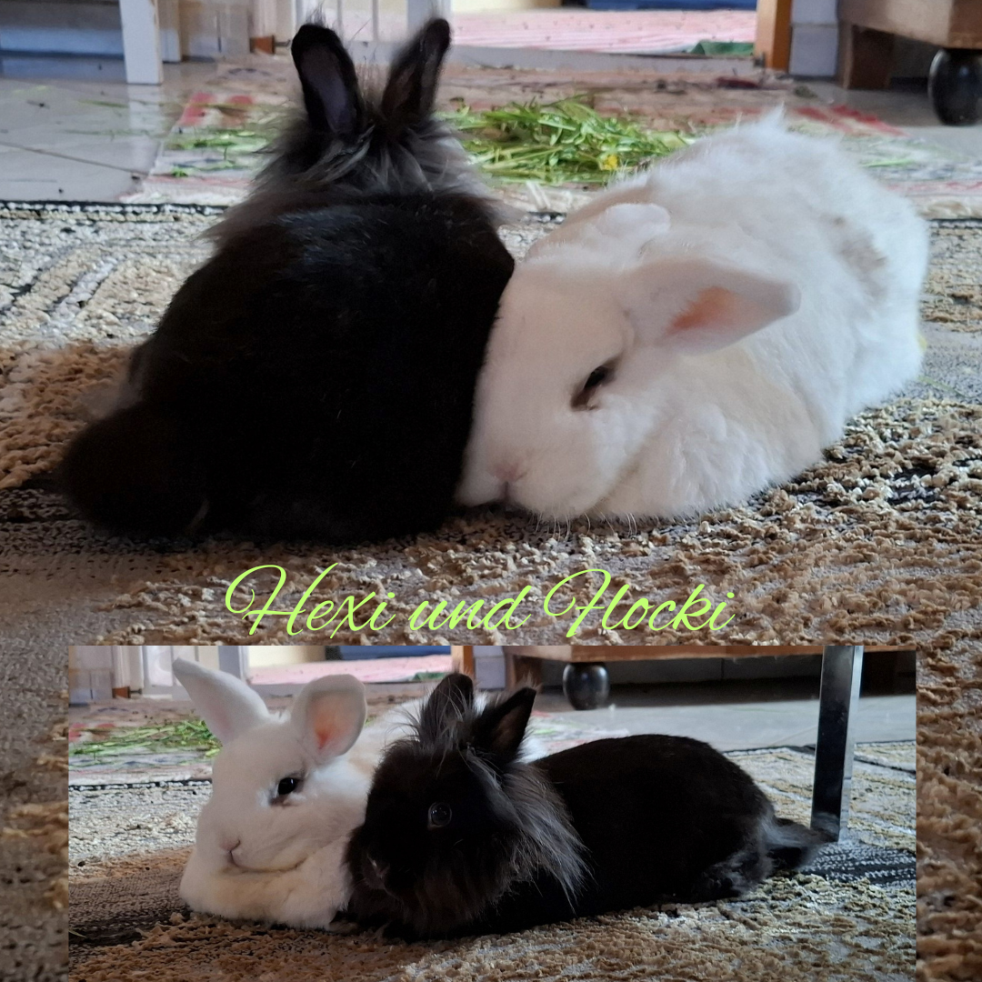 Hexi und Flocki