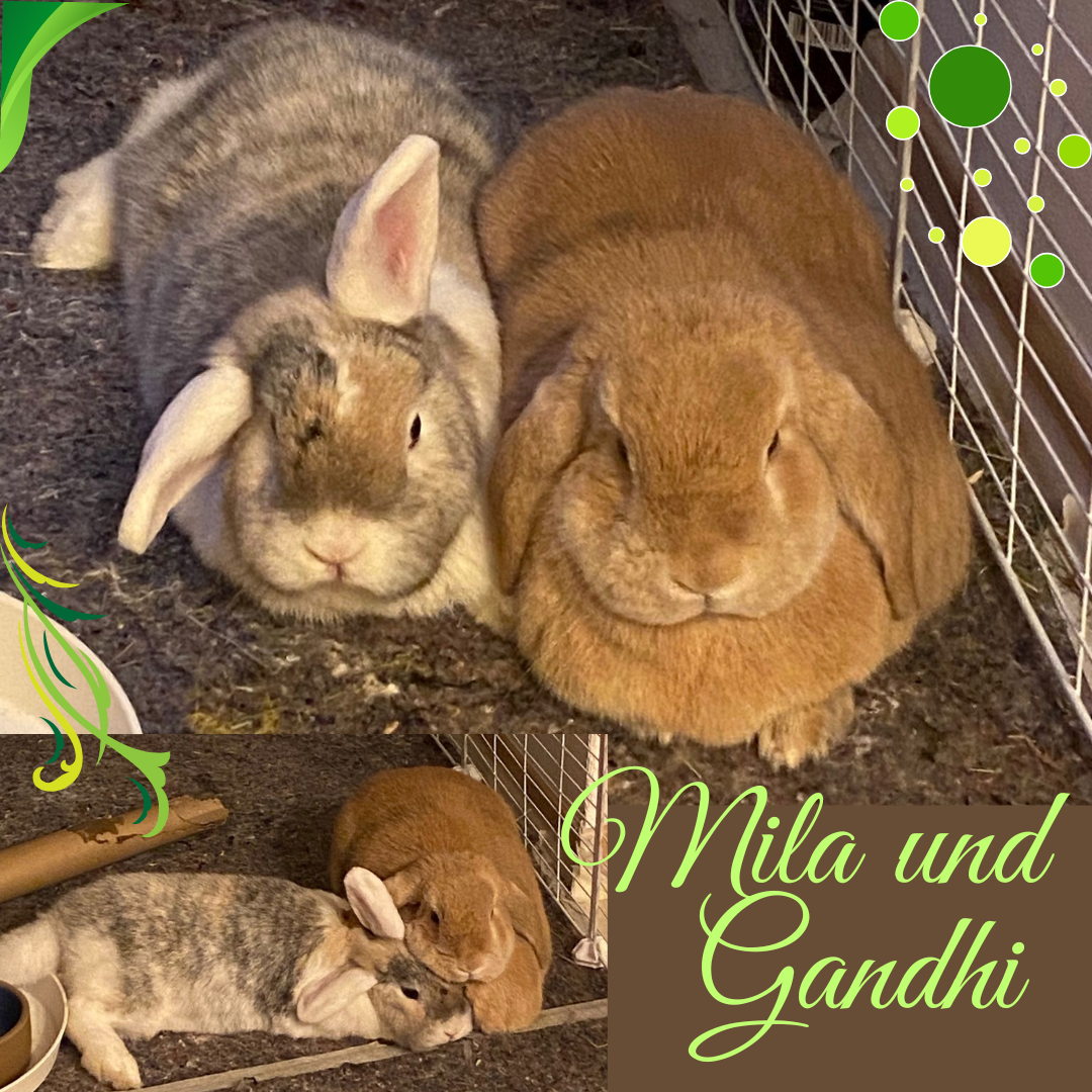 Vermittelt: Mila