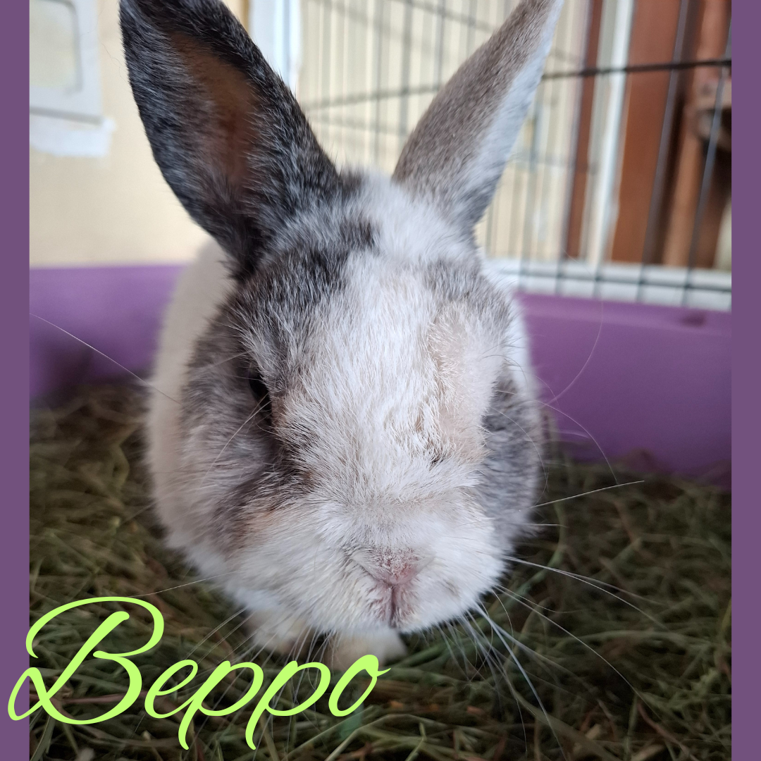 Beppo