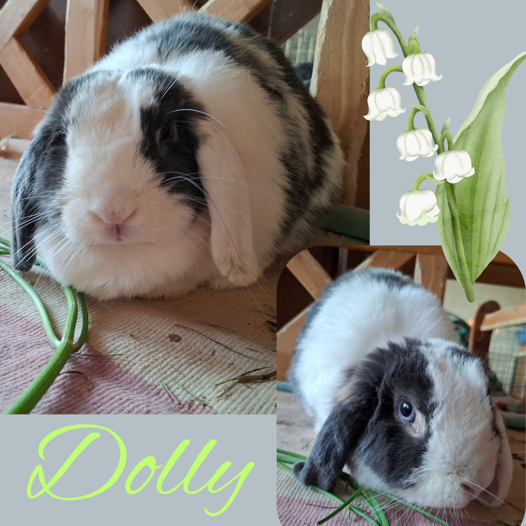 Dolly