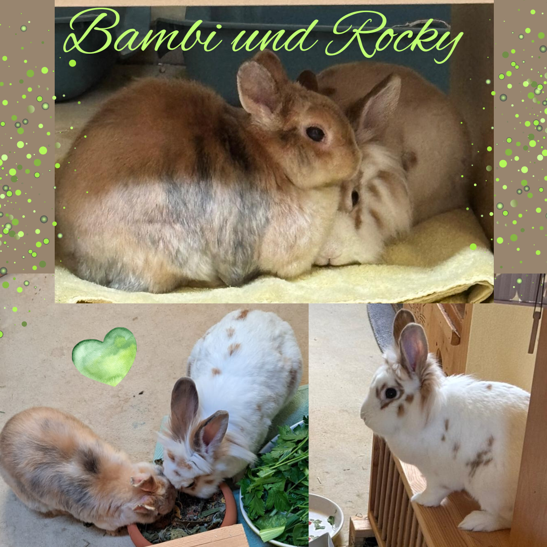 Vermittelt: Rocky