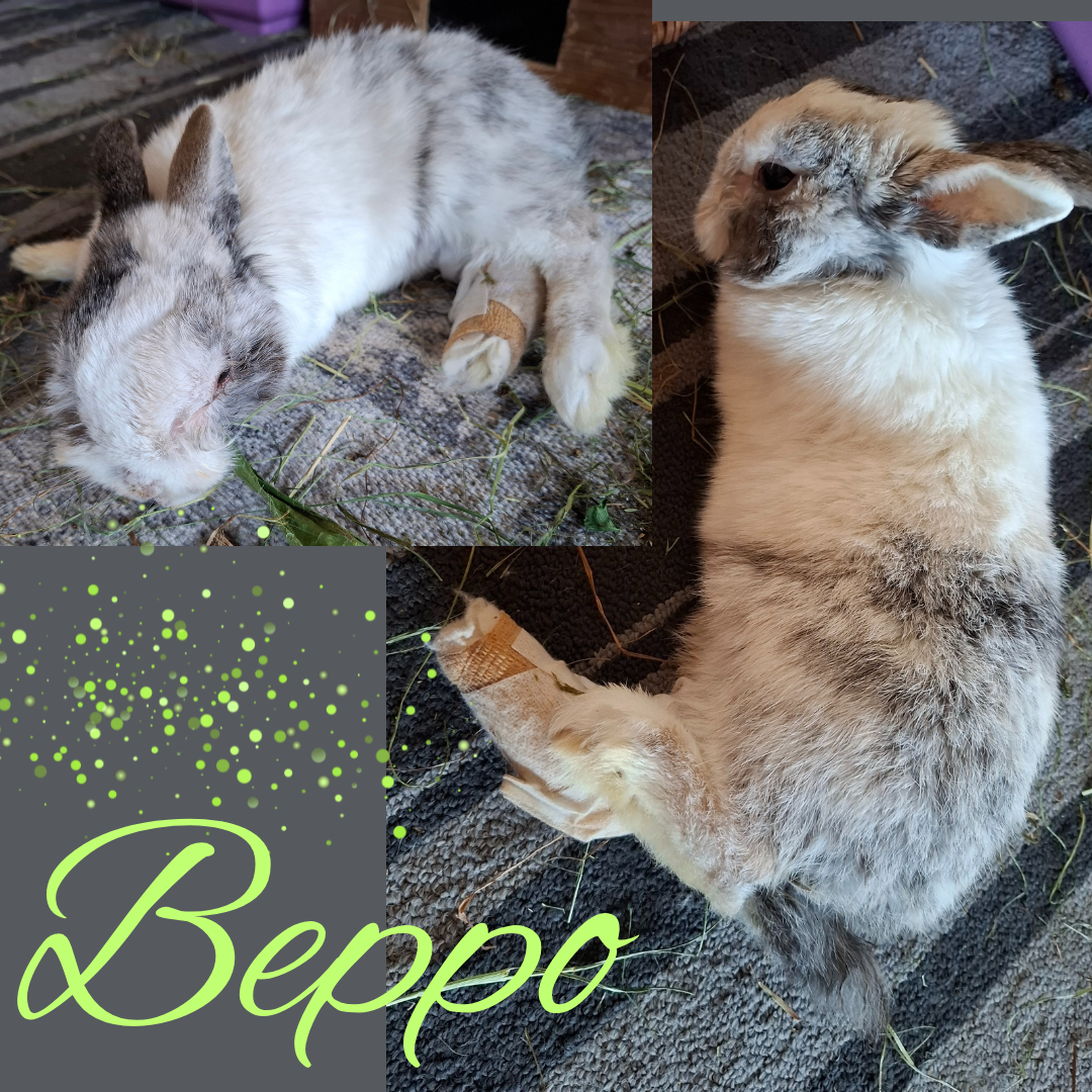 Beppo