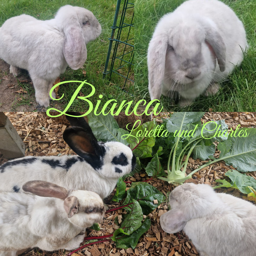 Vermittelt: Bianca