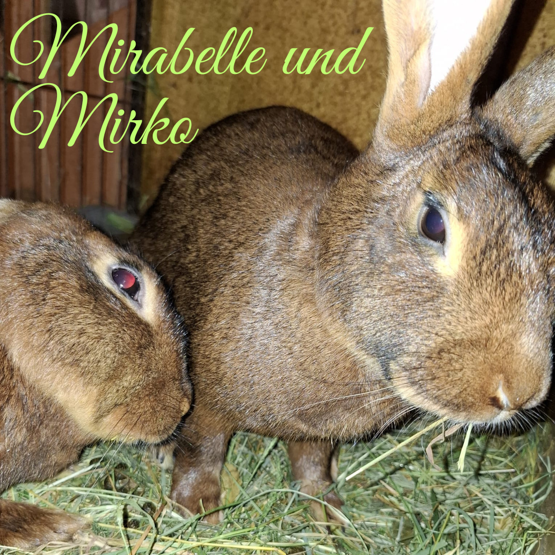 Mirabelle hat EC