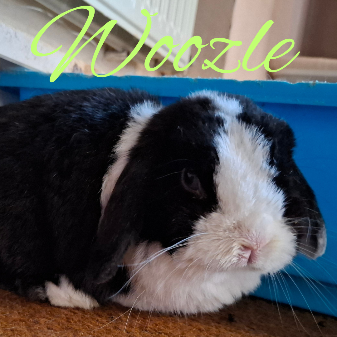 Woozle torkelt