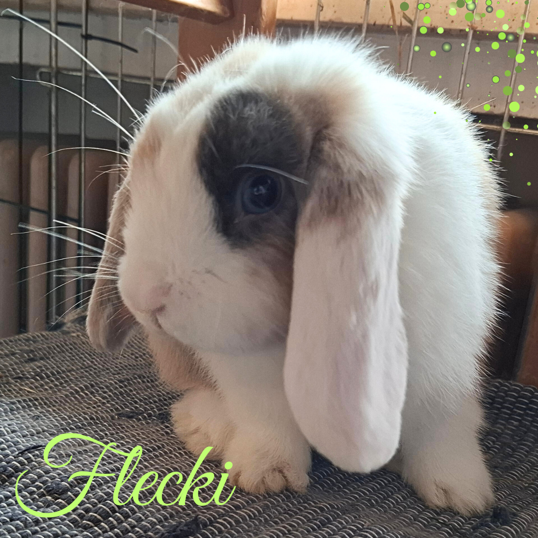 Update Flecki