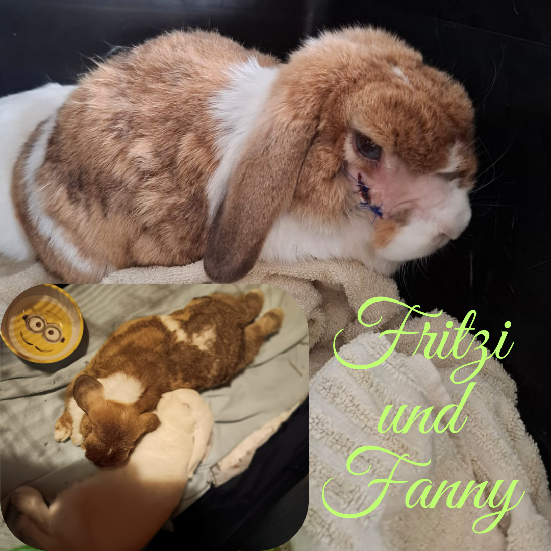 Update: Fritzi und Fanny