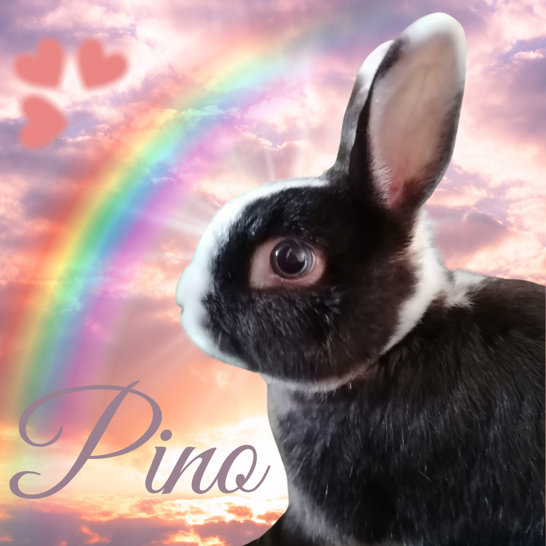 Verstorben: Pino