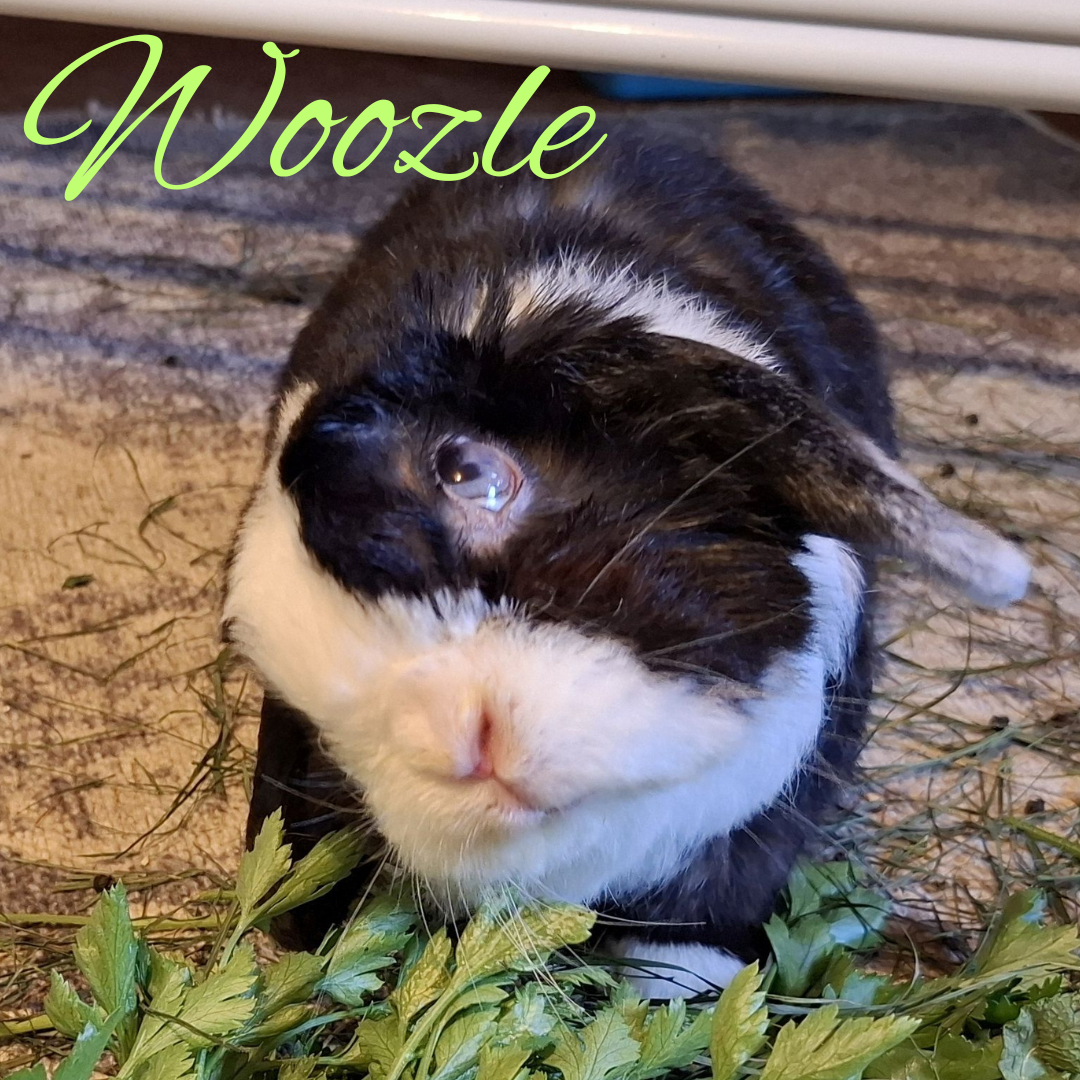 Woozles Auge