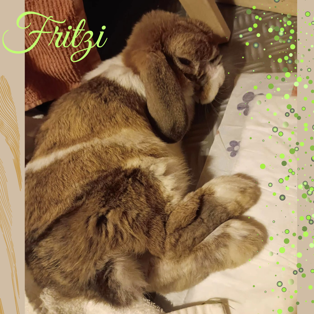 Update Fritzi
