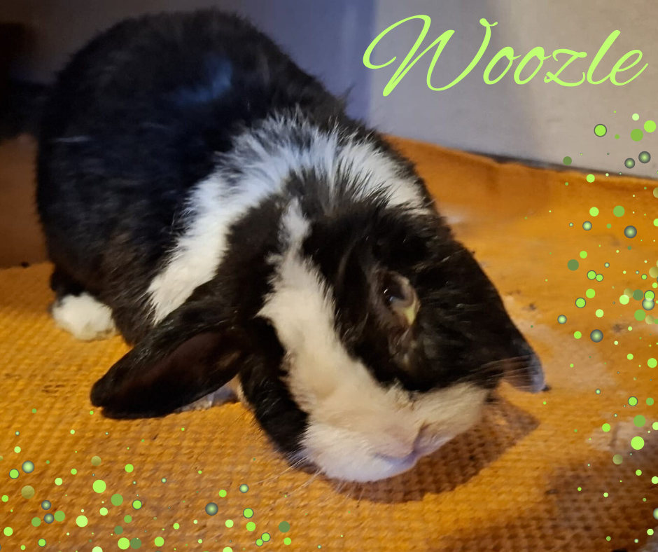 Update Woozle