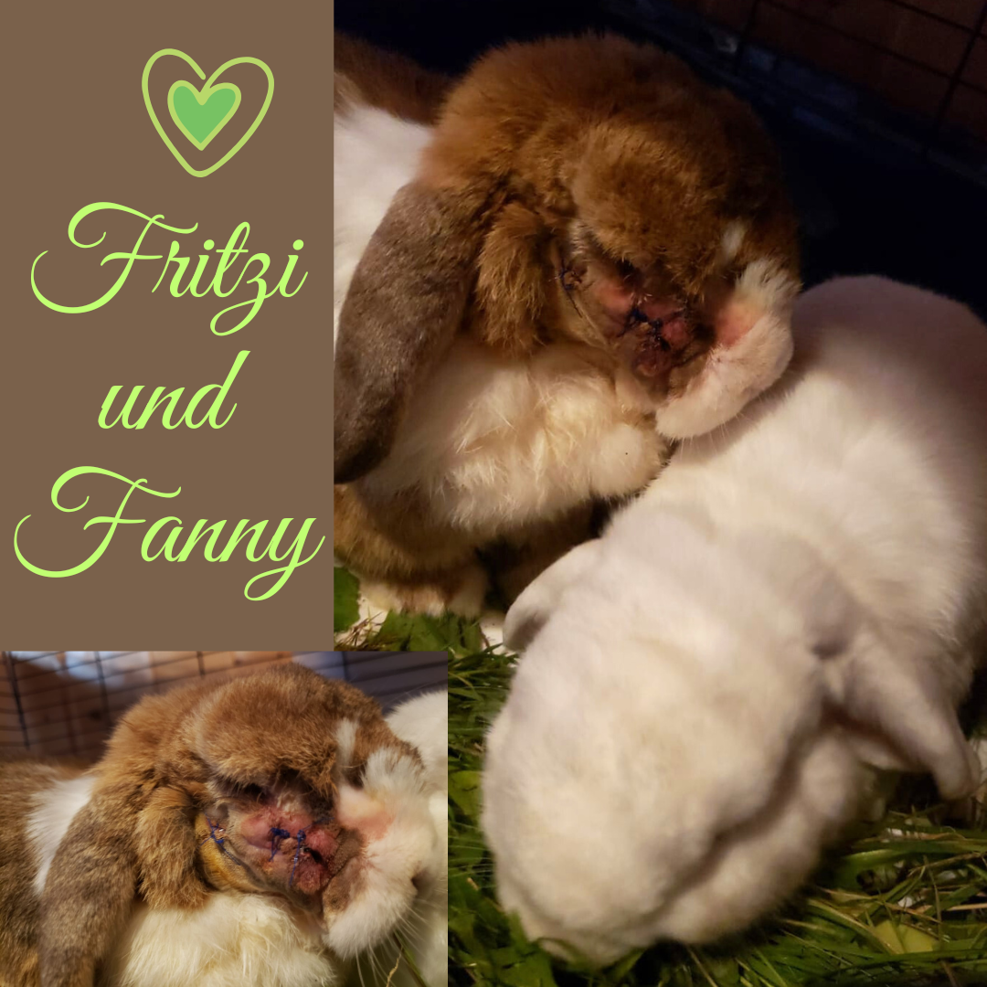 Fritzi erneut OP