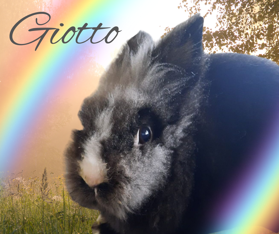 Verstorben: Giotto