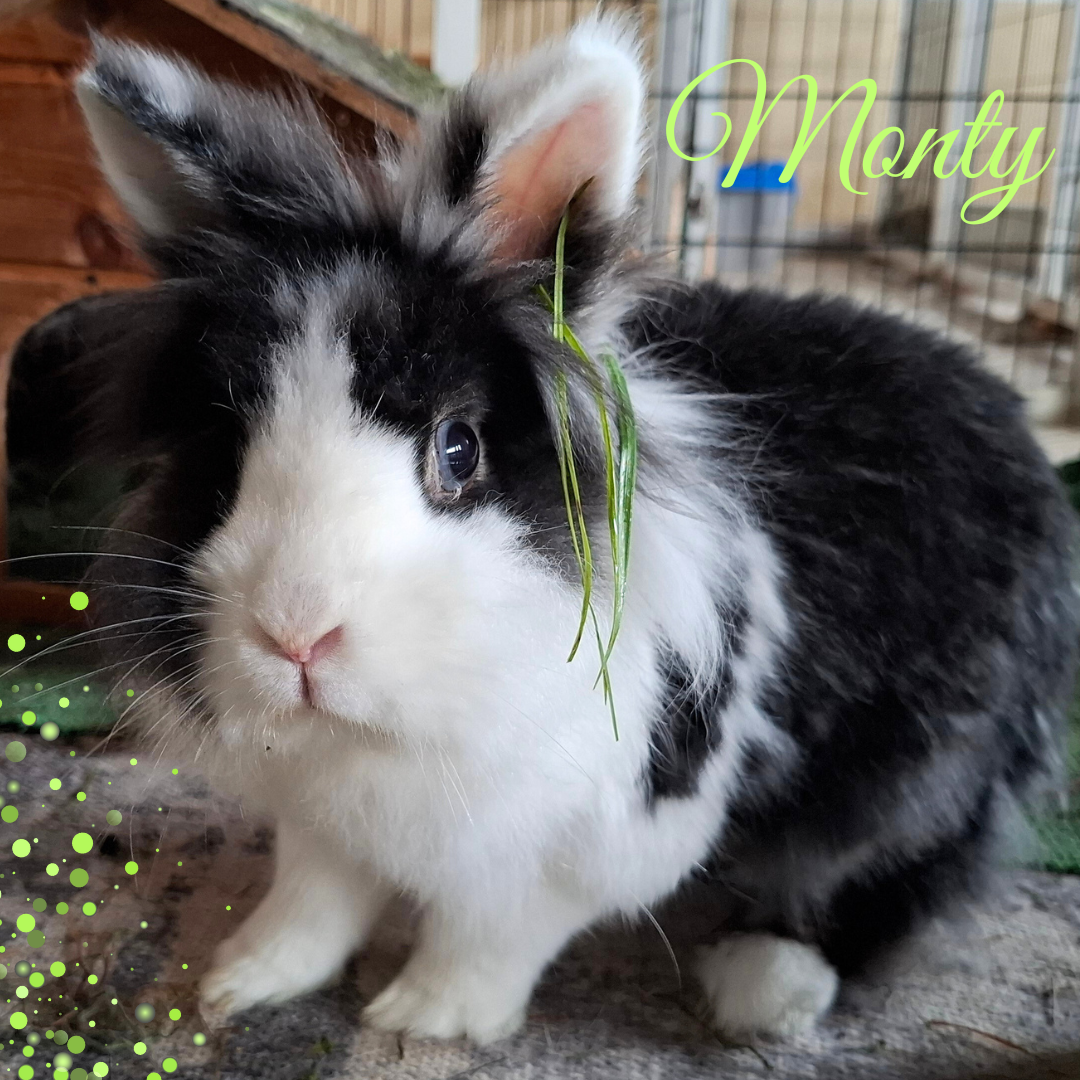 Monty schmückt sich