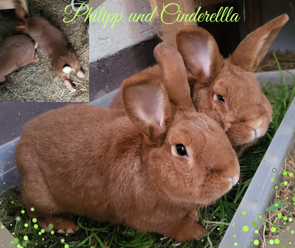 Philipp und Cinderella