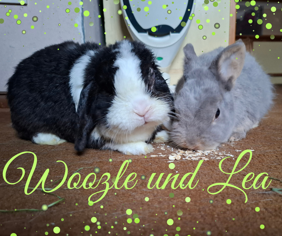 Update Woozle