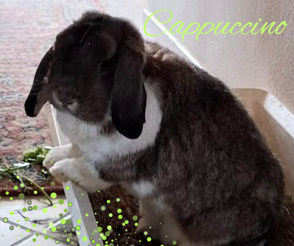 Cappuccino wieder gesund