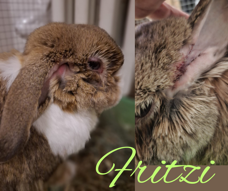 Fritzi nach Ohren-OP