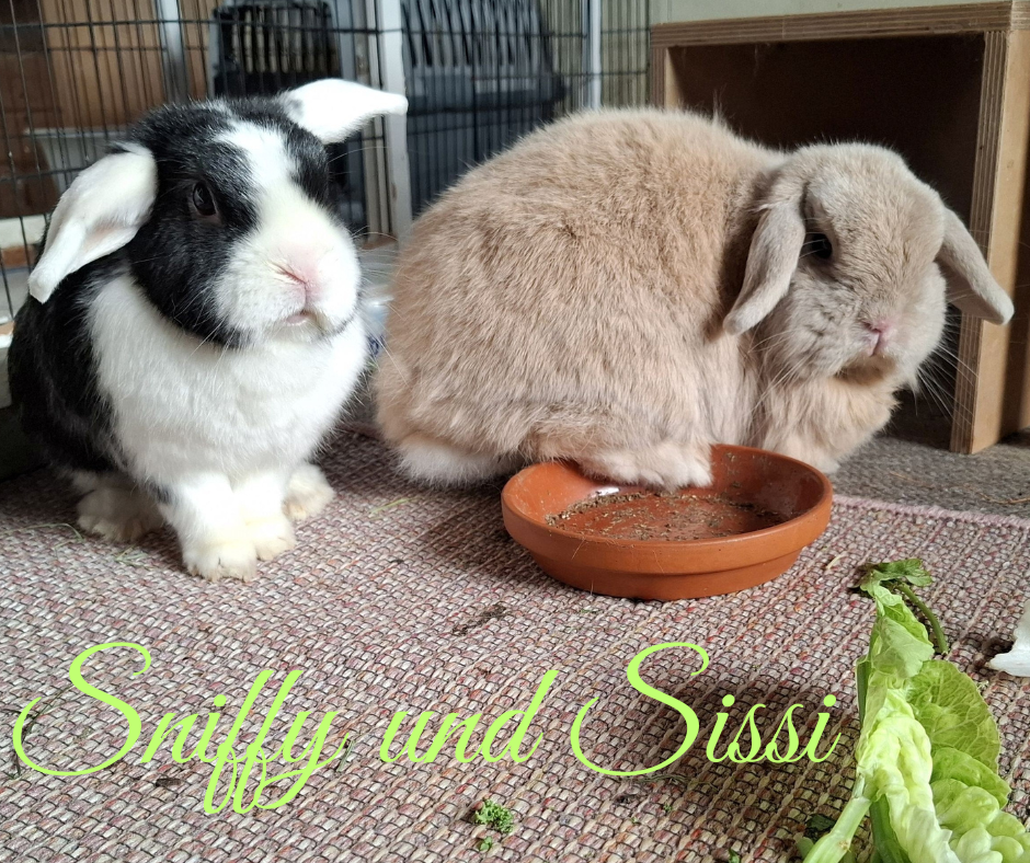 Sissi und Sniffy, die Zahnis