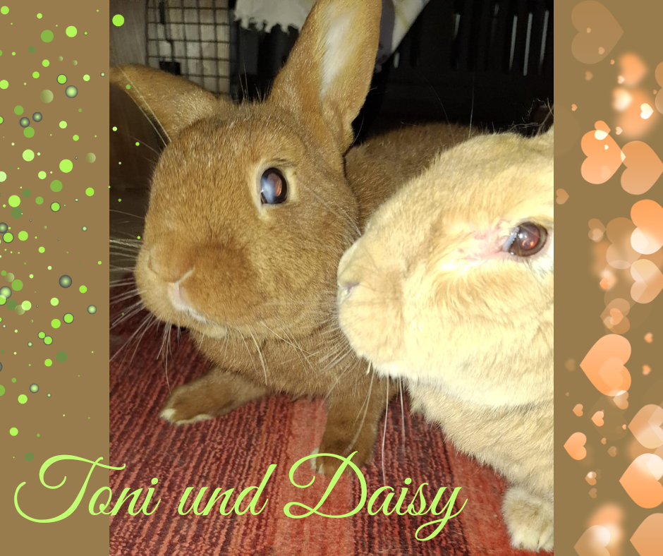 Toni und Daisy, Herz und Auge