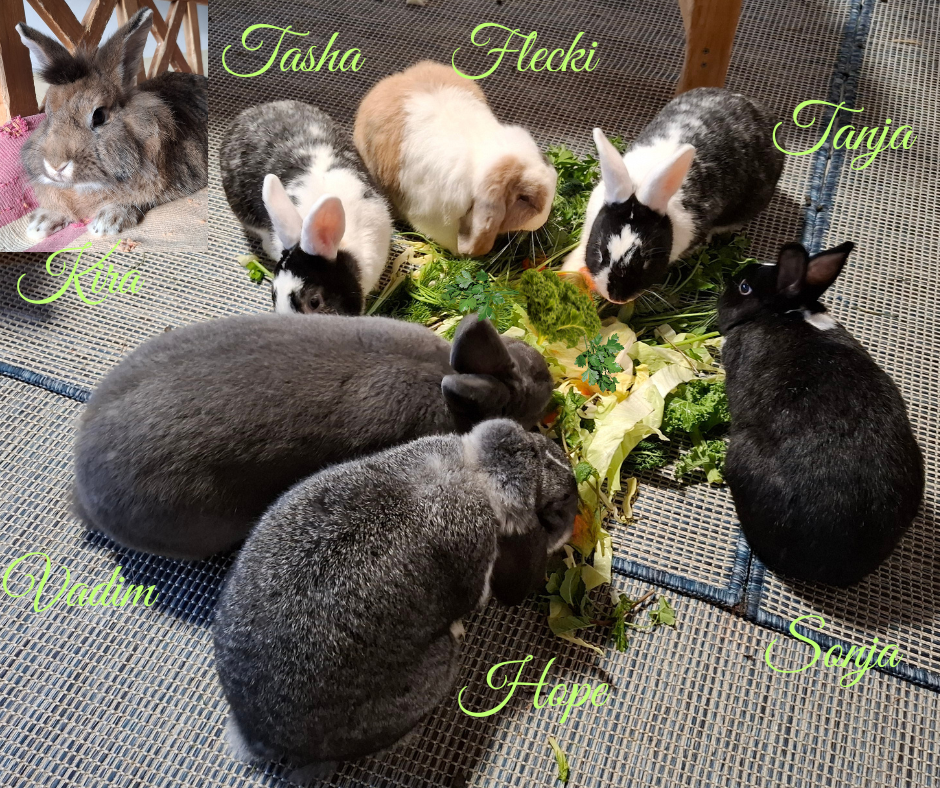 Flecki und seine neuen Freunde