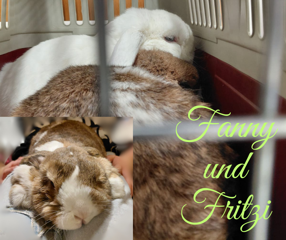 Fritzi ist in der Klinik