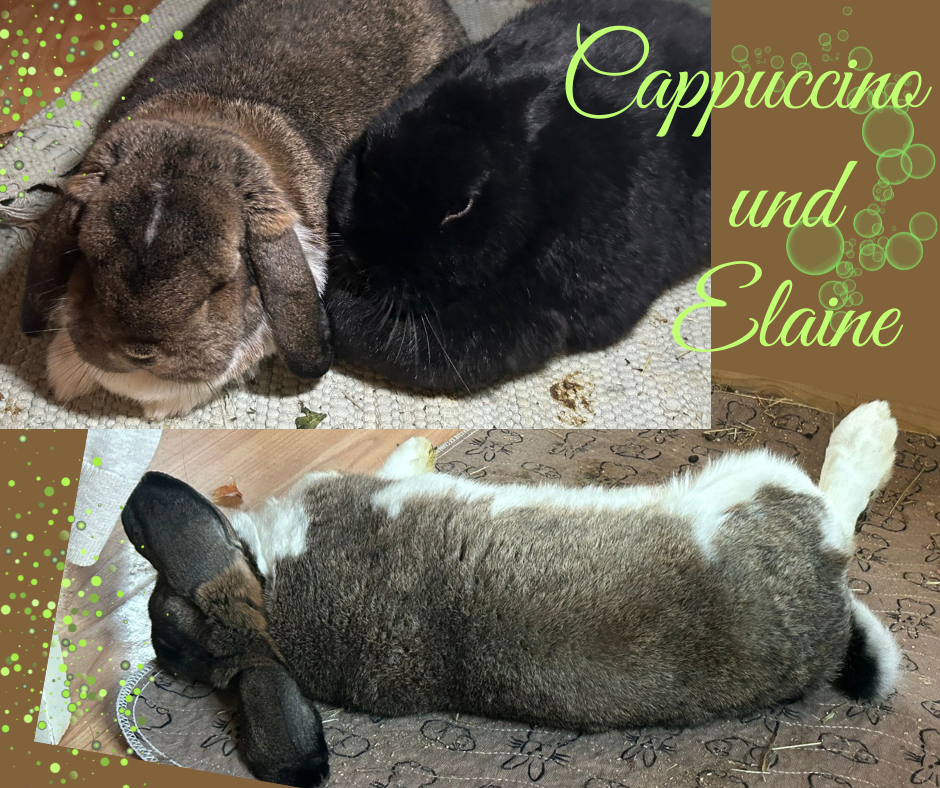 Vermittelt: Cappuccino